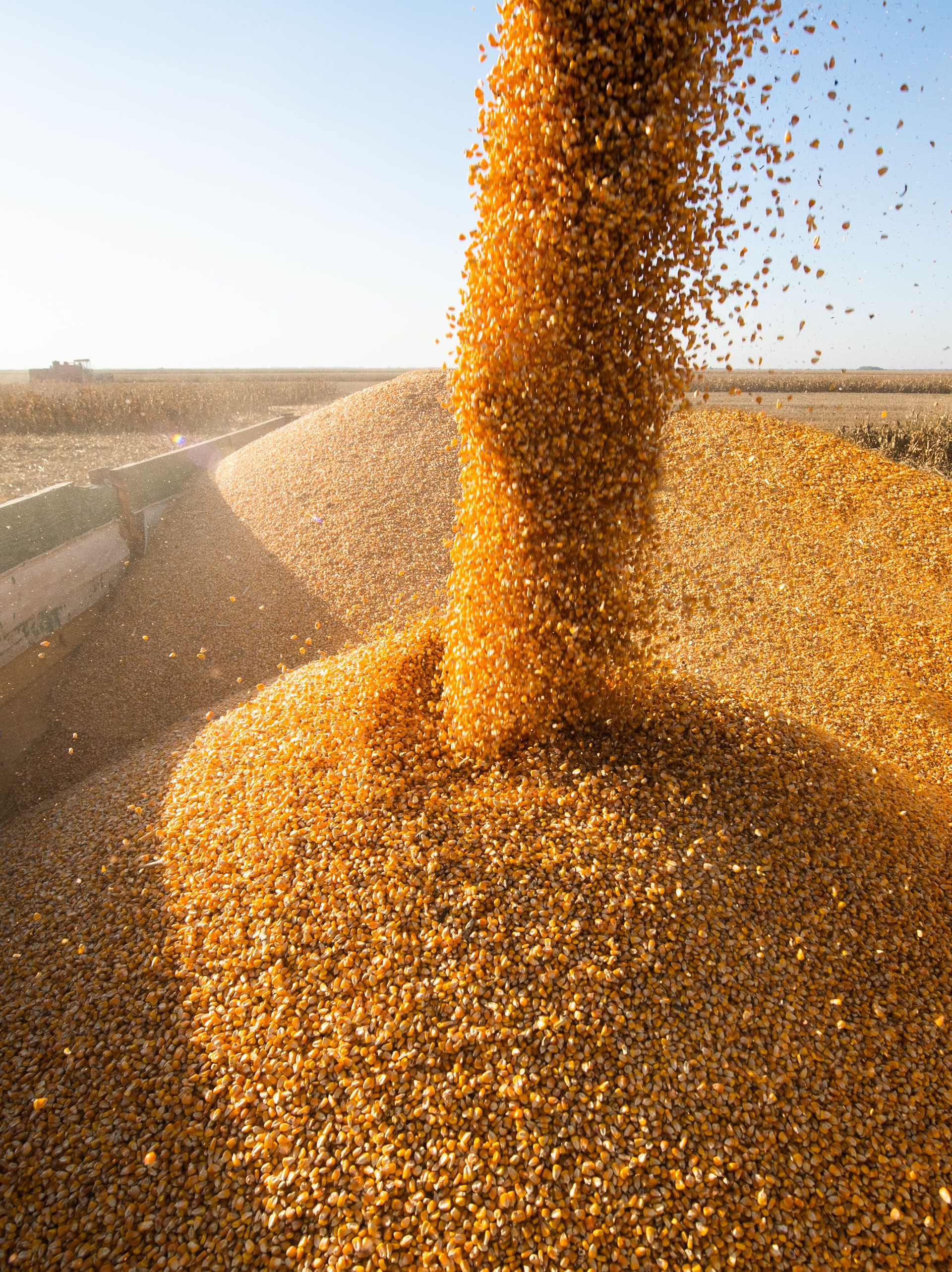 Pouring Corn Grain Into Tractor Trailer.